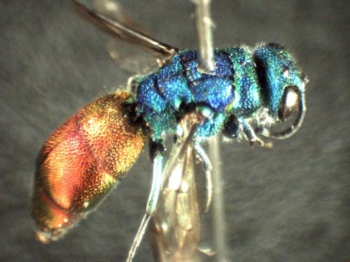 Réf. 296 809 : Chrysis longula